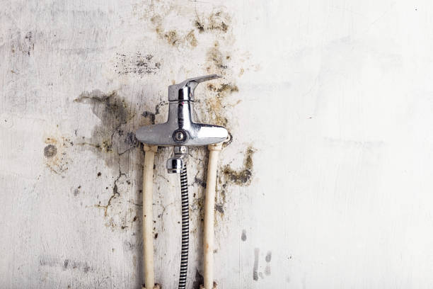 Best Commercial Mold Removal  in West Unity, OH