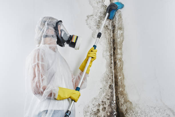 Best Mold Testing  in West Unity, OH