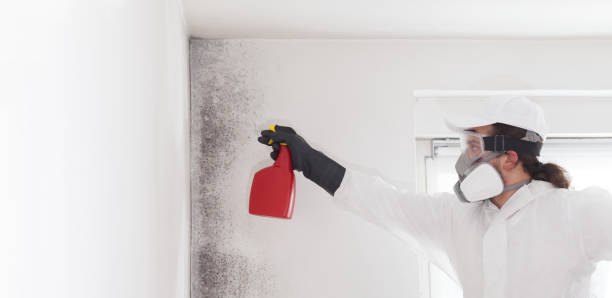 Best Mold Remediation  in West Unity, OH