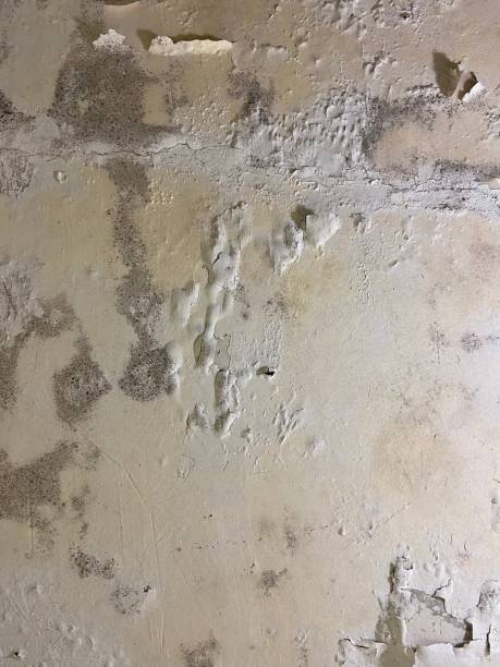 Professional Mold Removal in West Unity, OH