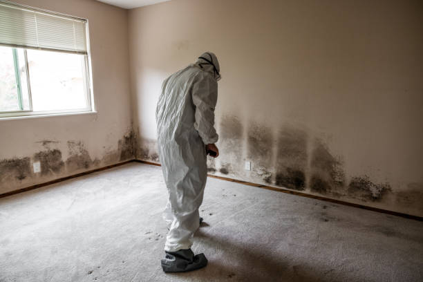 Best Mold Cleaning Services  in West Unity, OH